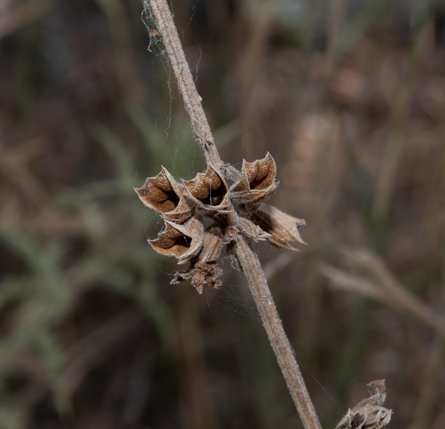 Image of Salvia judaica specimen.