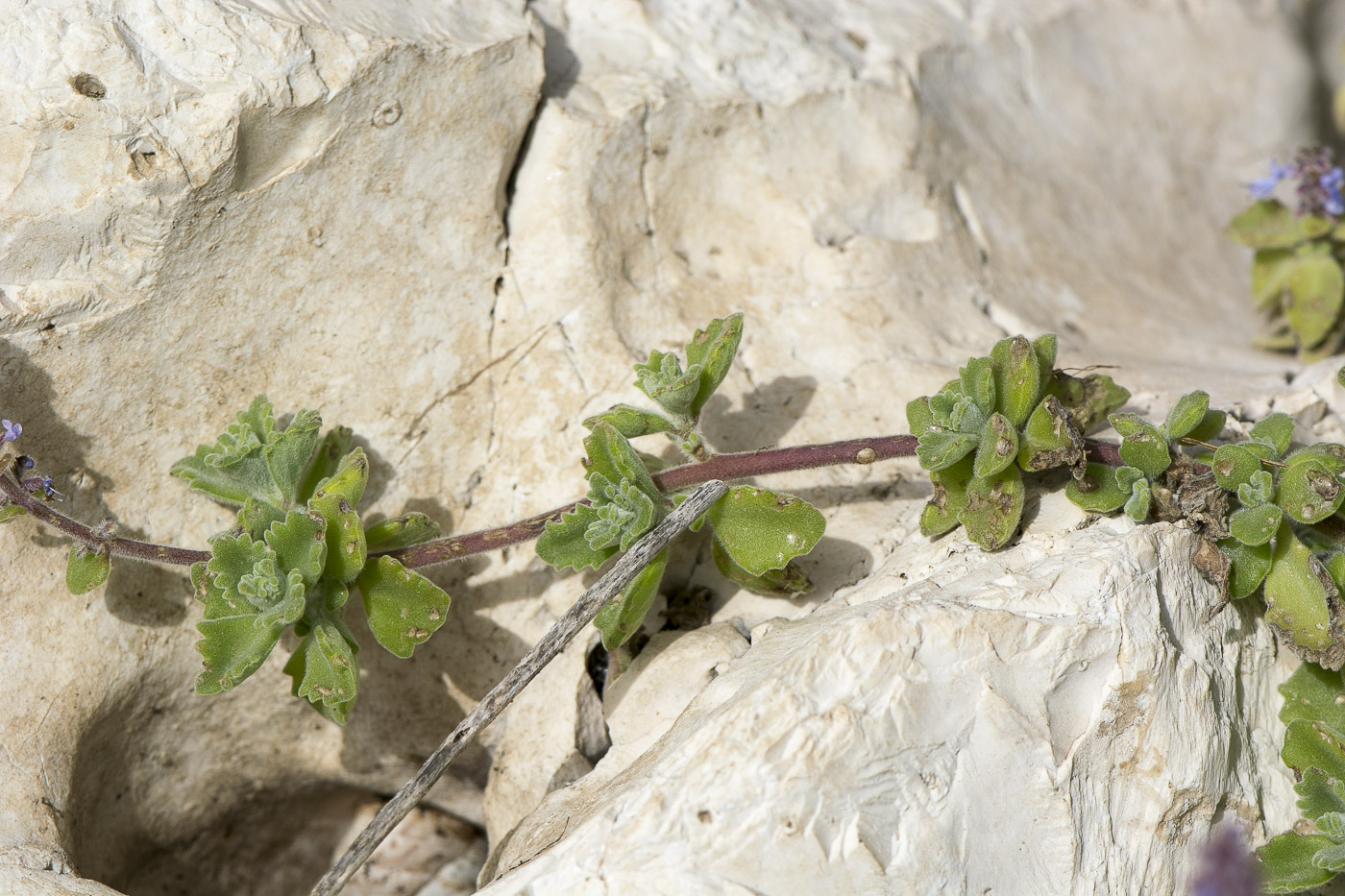 Image of Coleus australis specimen.