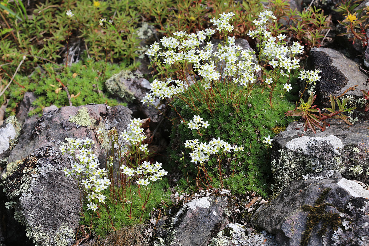 Image of Saxifraga ascoldica specimen.