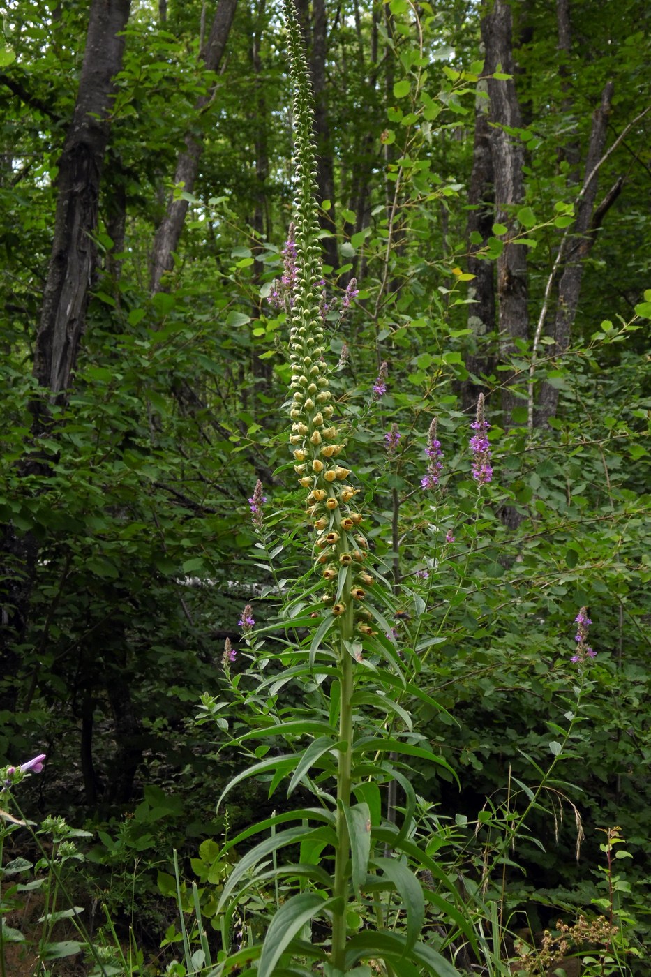 Изображение особи Digitalis schischkinii.