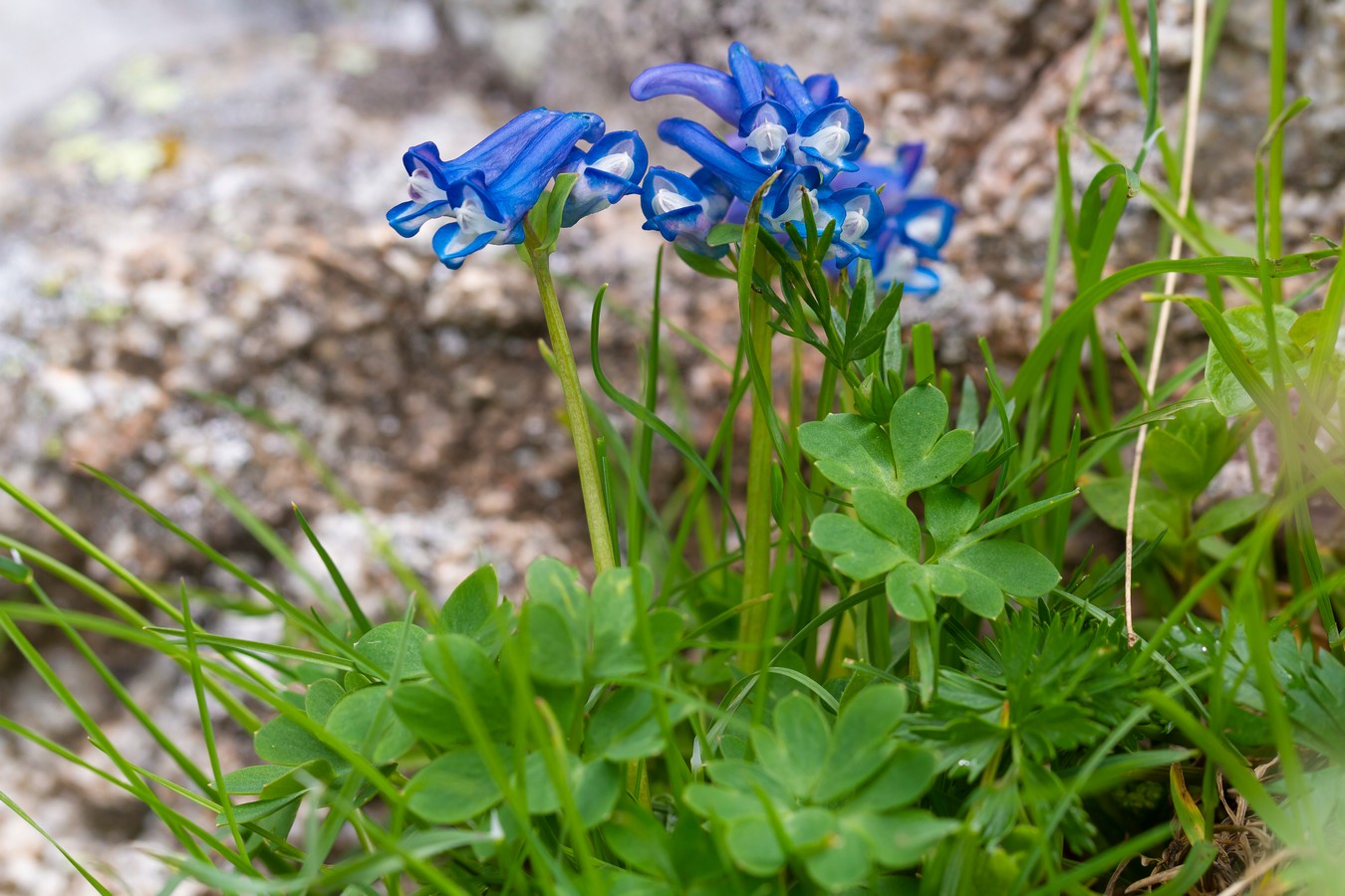 Изображение особи Corydalis alpestris.