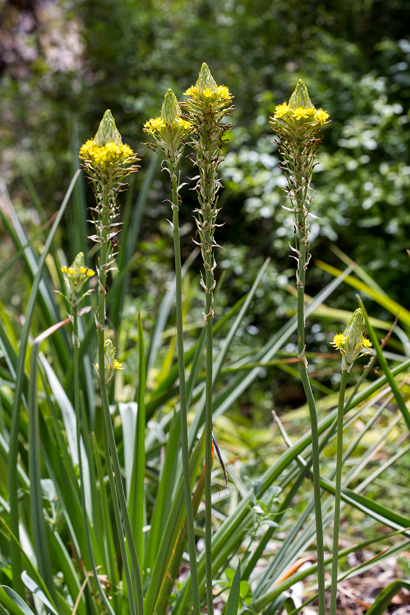 Image of Bulbine narcissifolia specimen.