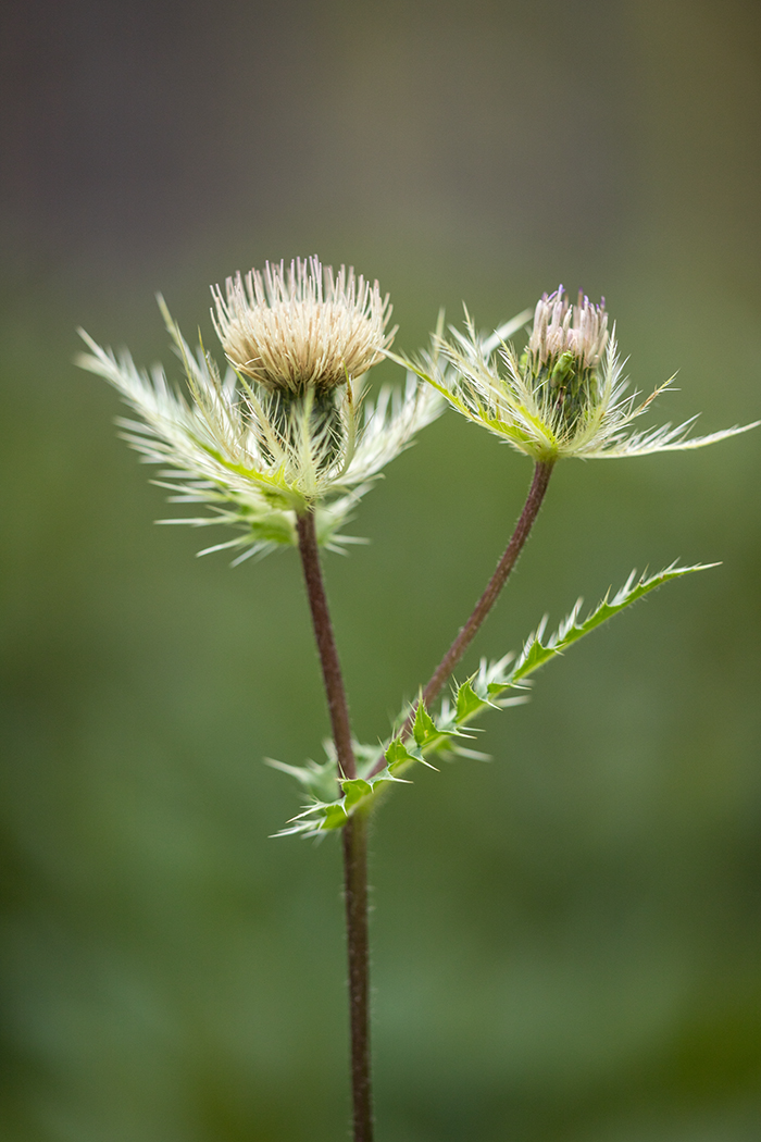 Image of Cirsium obvallatum specimen.