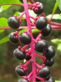 Phytolacca americana. Часть соплодия. США, штат Мериленд, Роквилл, на обочине дороги. 22 сентября 2007 г.