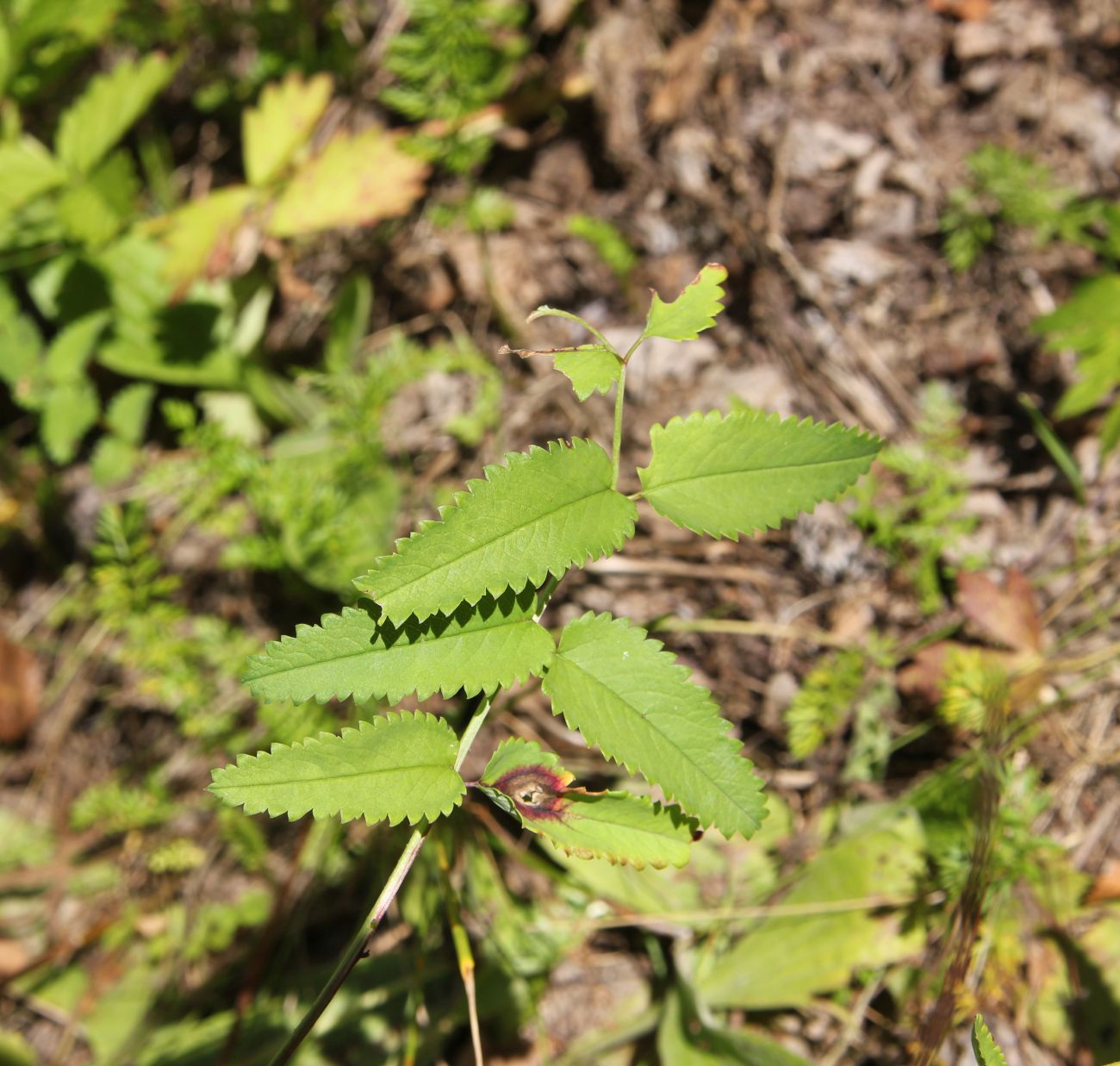 Изображение особи Sanguisorba officinalis.