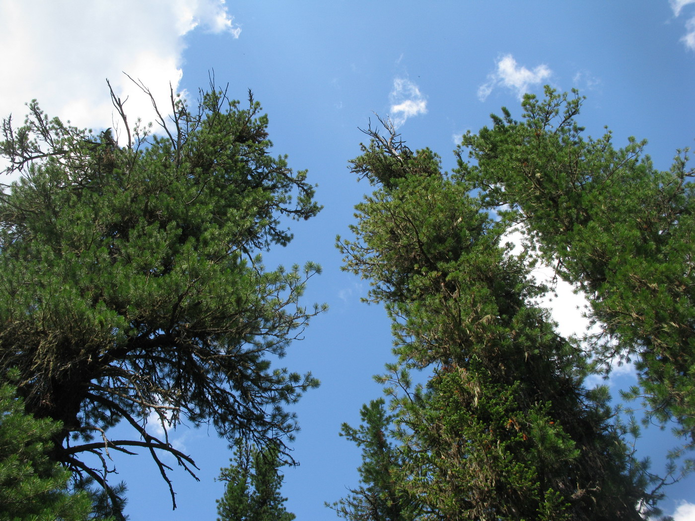 Image of Pinus sibirica specimen.