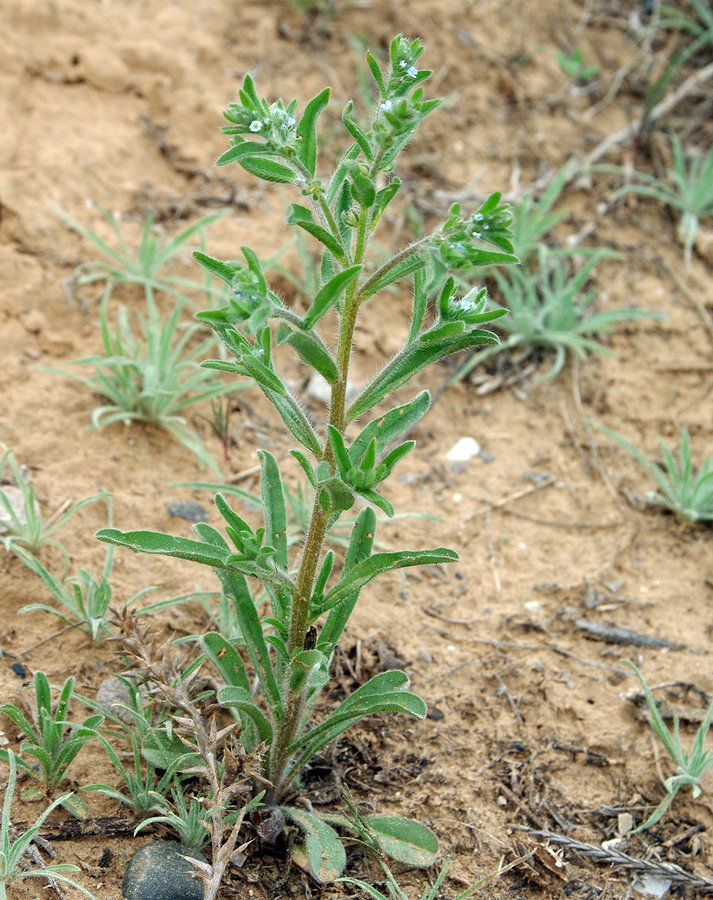 Image of Rochelia retorta specimen.