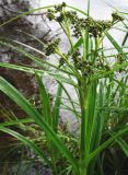 Scirpus sylvaticus