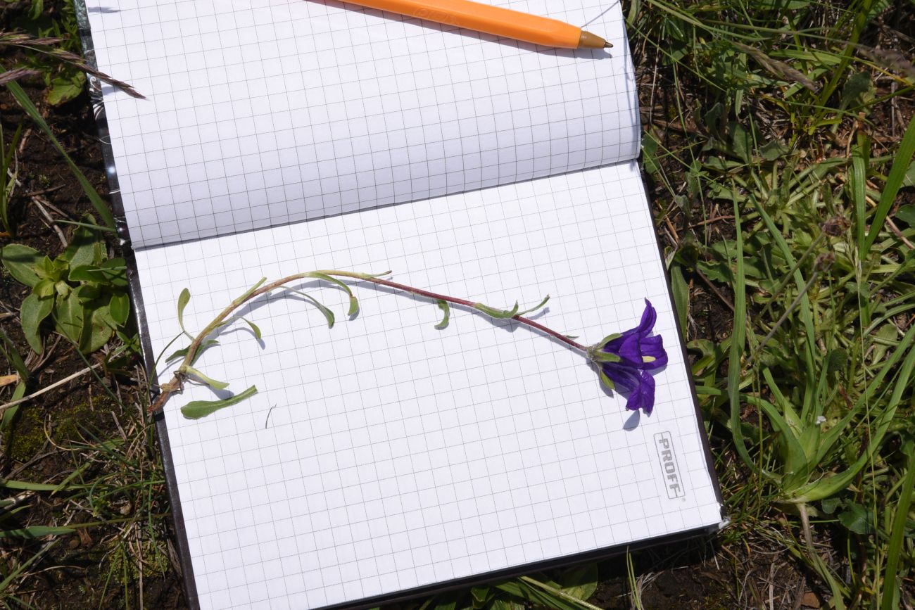 Image of Campanula saxifraga specimen.