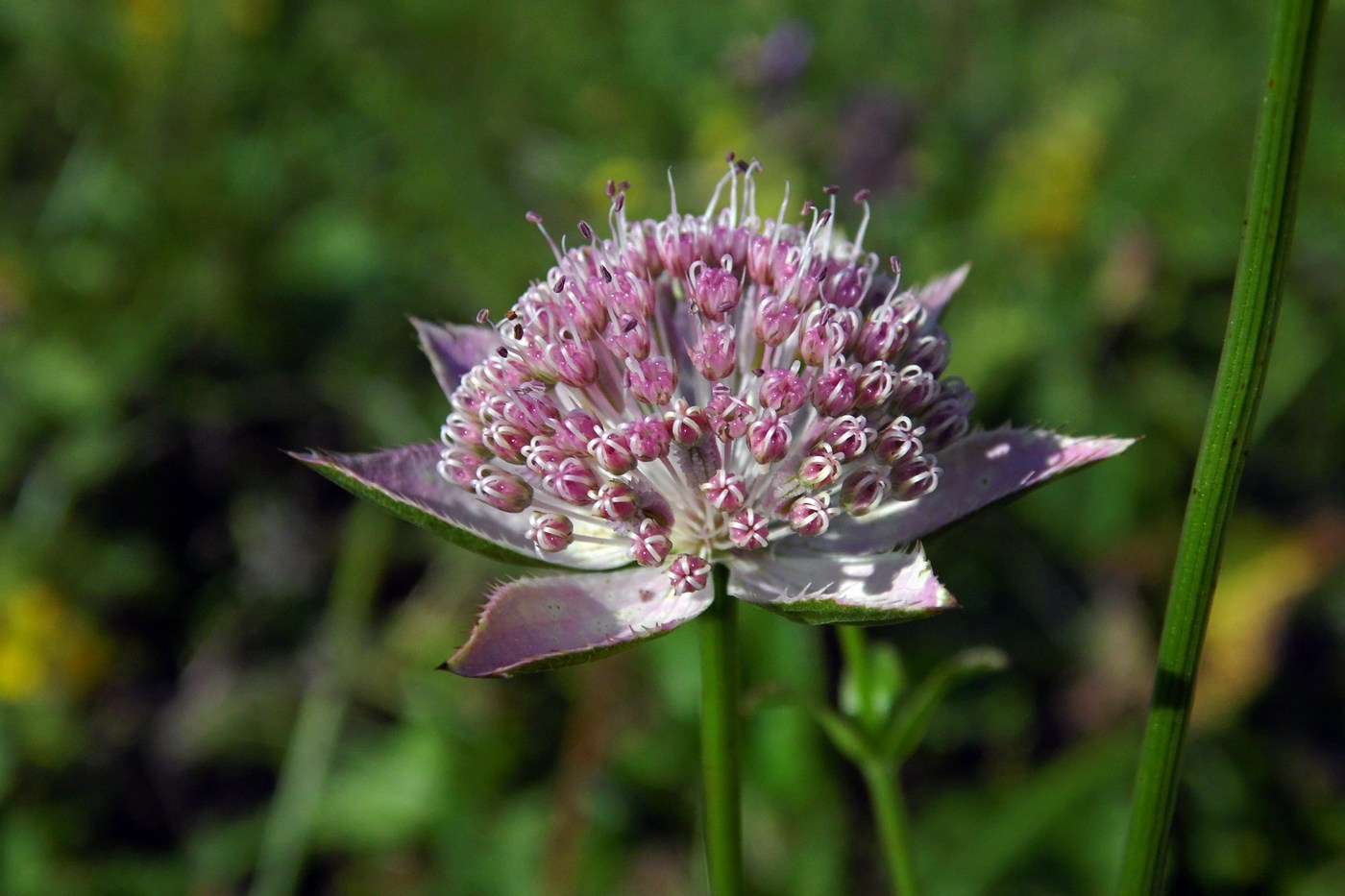 Изображение особи Astrantia maxima.