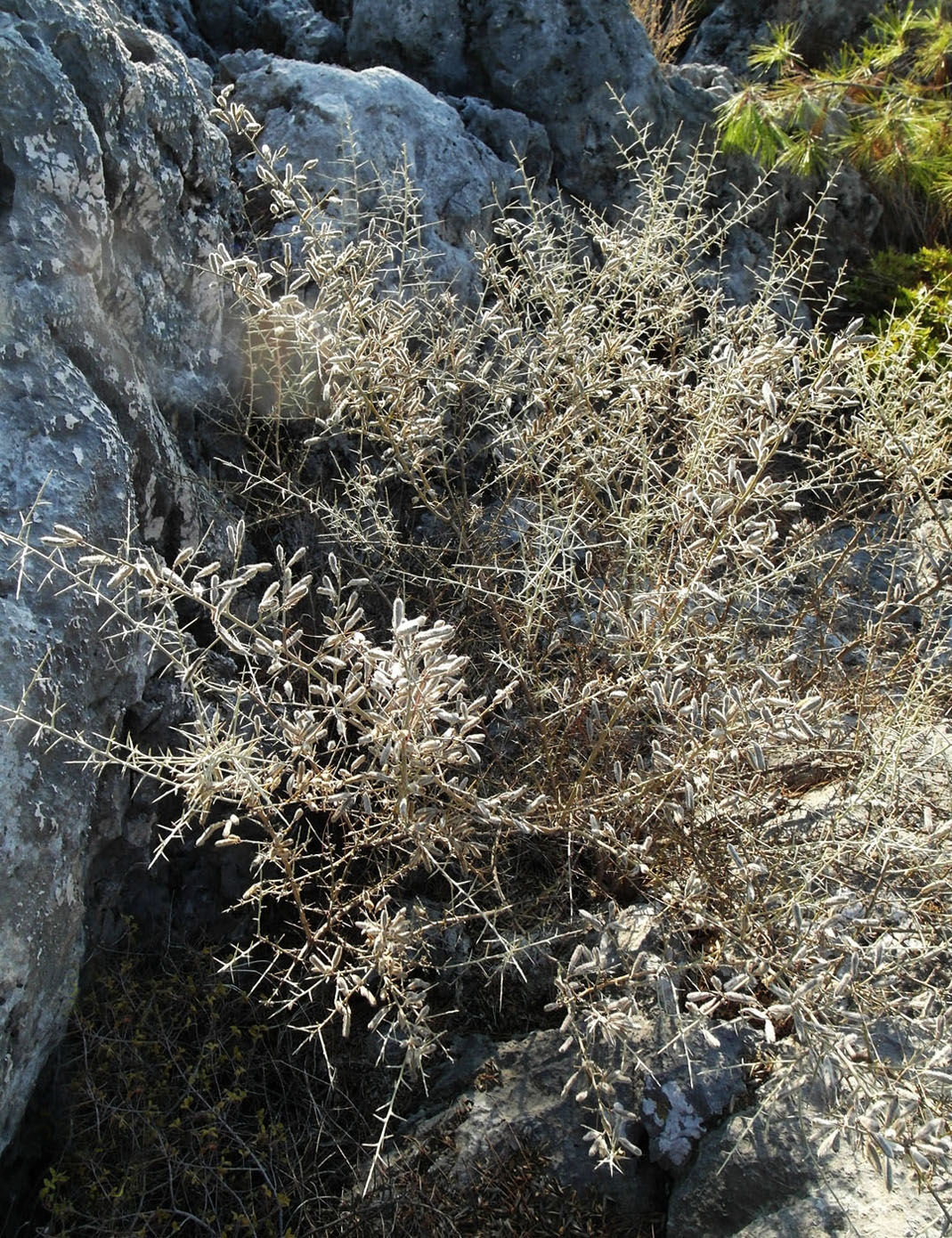 Image of Calicotome villosa specimen.