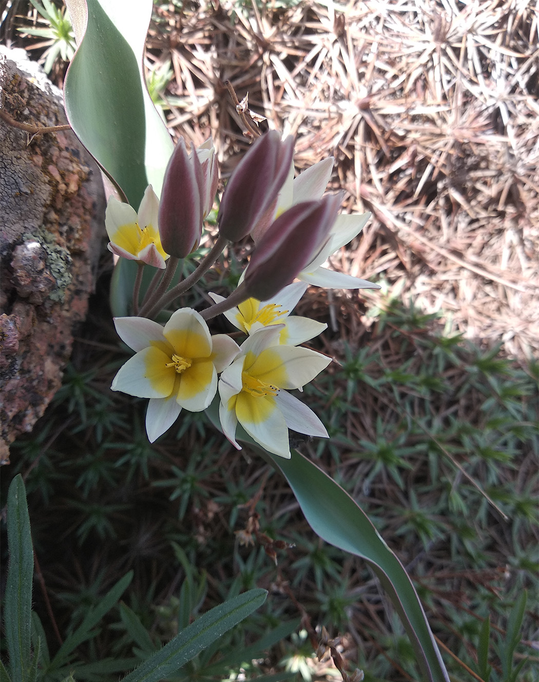 Изображение особи Tulipa turkestanica.