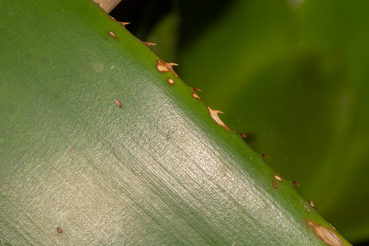 Image of genus Aechmea specimen.