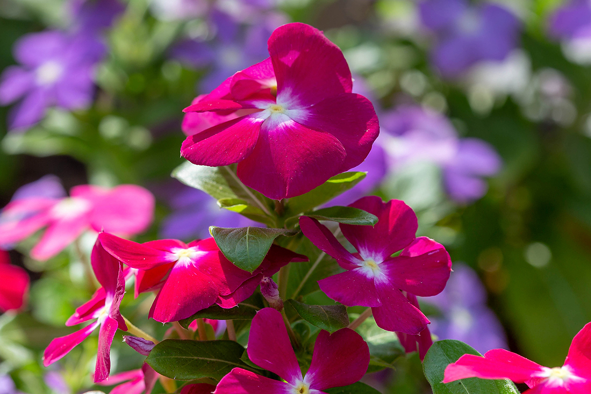 Image of Catharanthus roseus specimen.