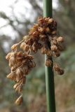 Смотреть изображение Juncus effusus