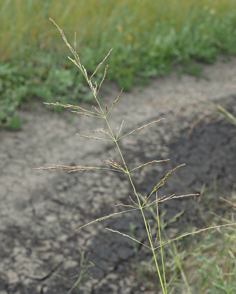 Изображение особи Puccinellia distans.