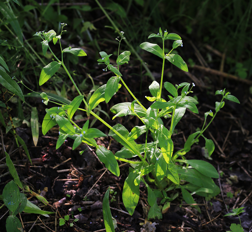 Image of Myosotis sparsiflora specimen.