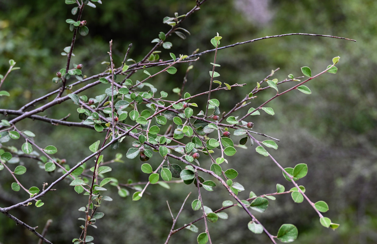 Изображение особи род Cotoneaster.