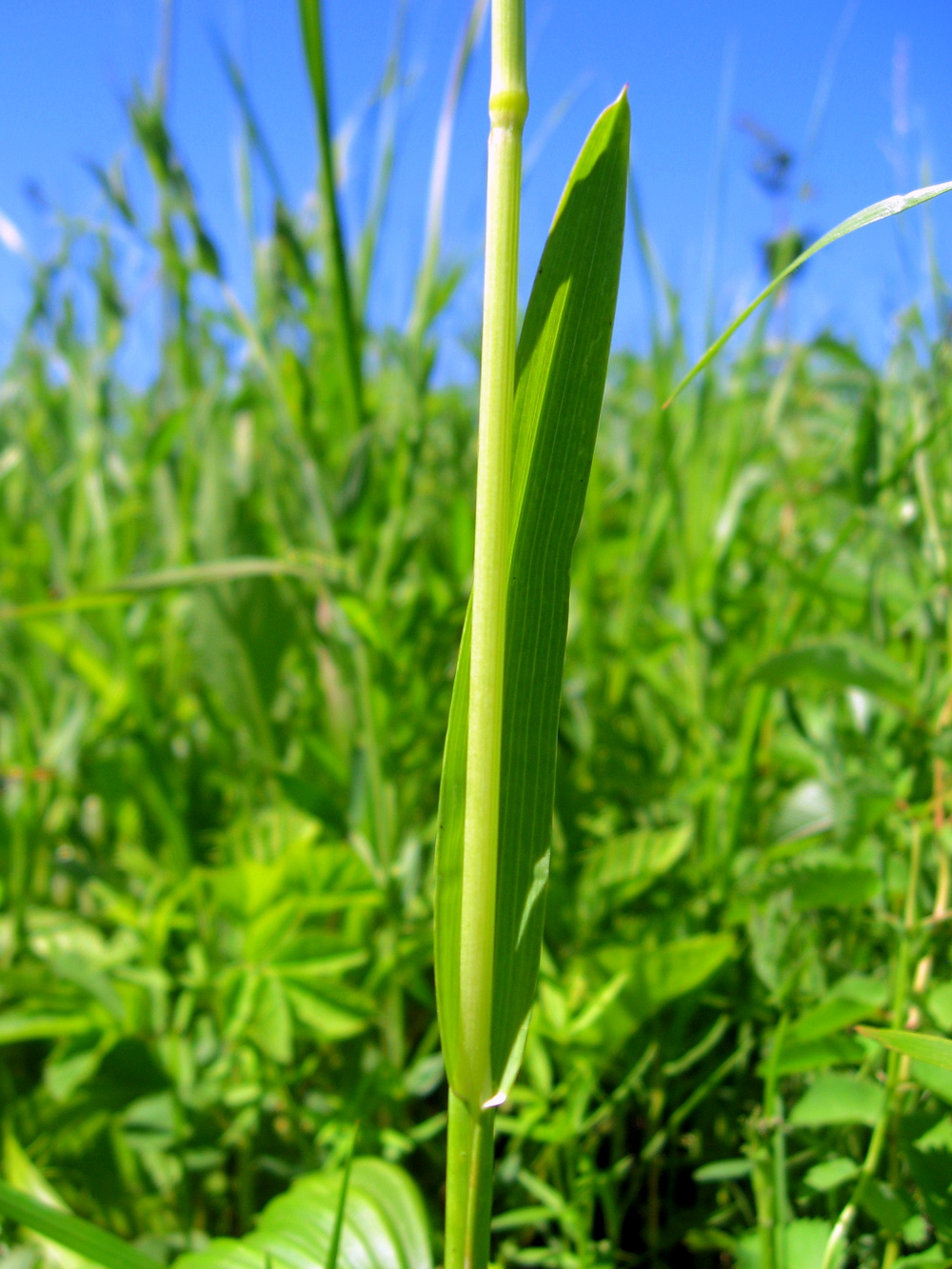 Изображение особи Helictotrichon pubescens.