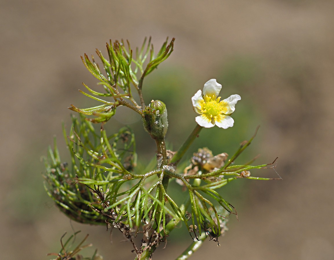 Image of Ranunculus rionii specimen.