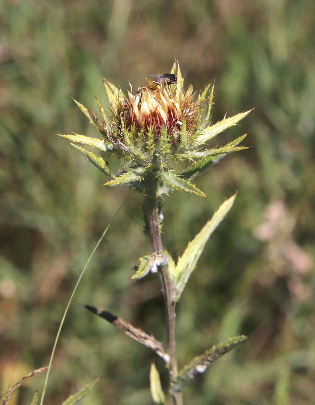 Изображение особи Carlina intermedia.