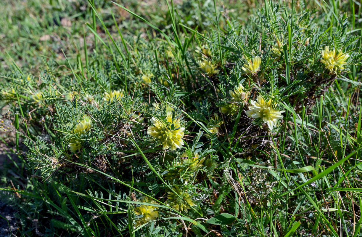 Изображение особи Astragalus aureus.