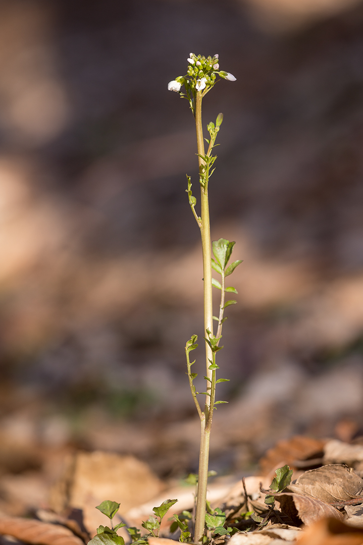 Изображение особи Cardamine tenera.