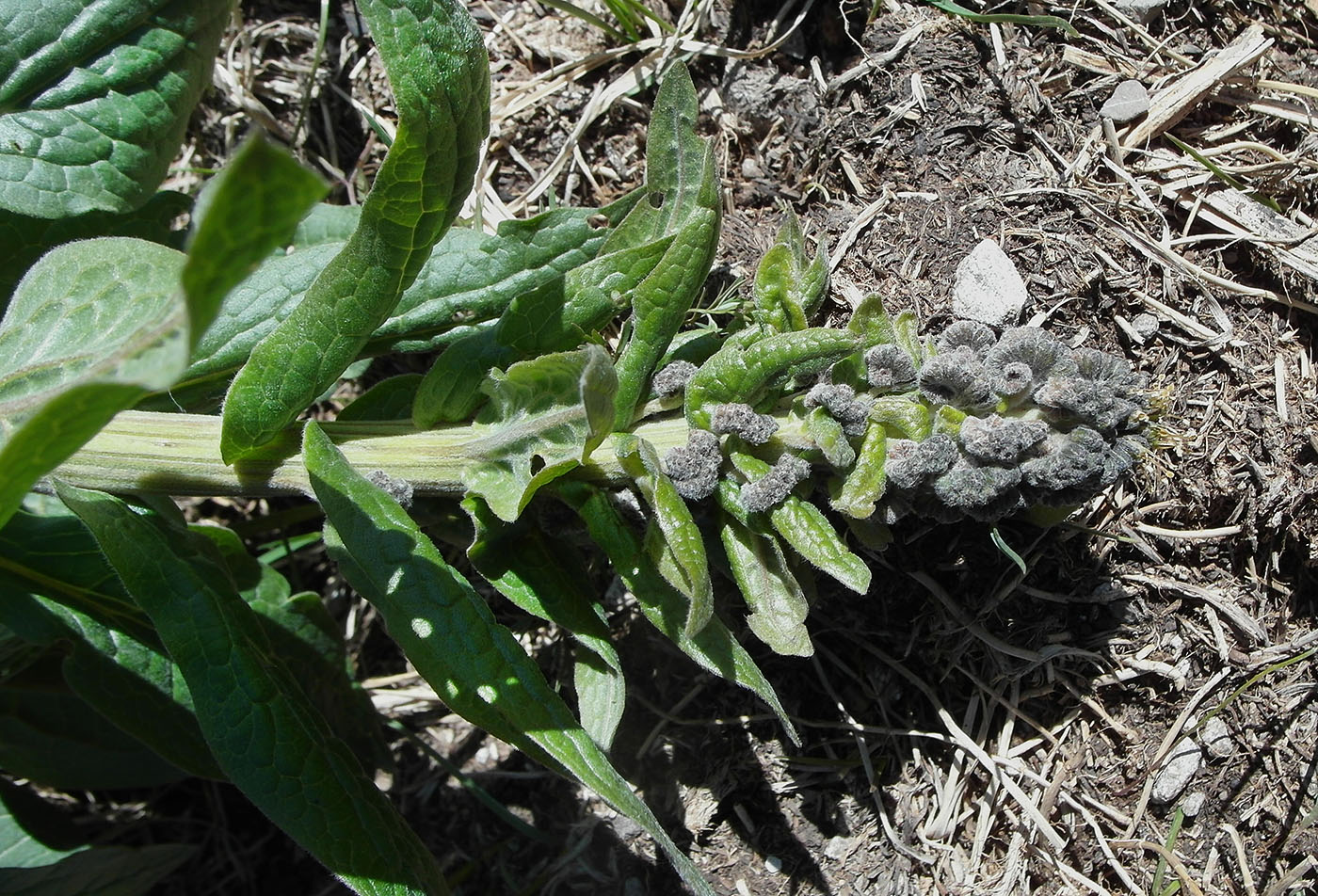 Изображение особи Solenanthus circinnatus.