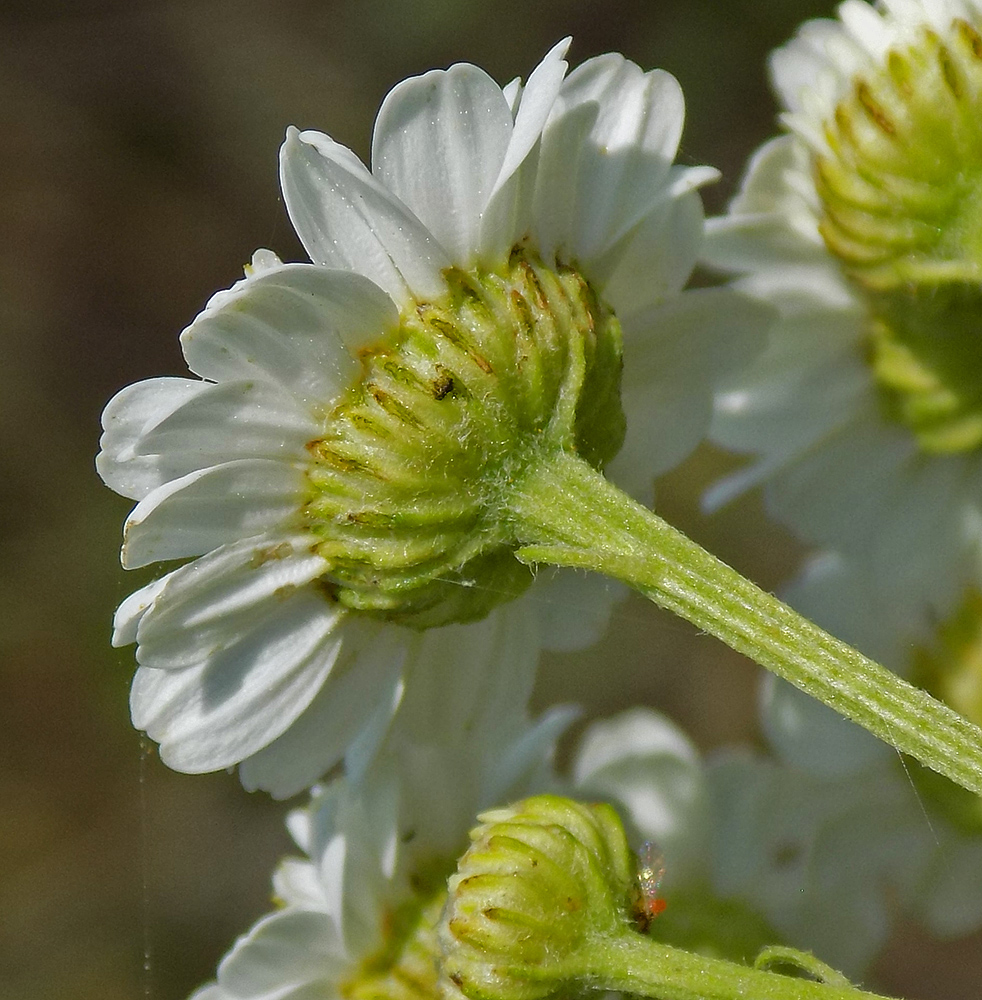 Image of Pyrethrum parthenium specimen.