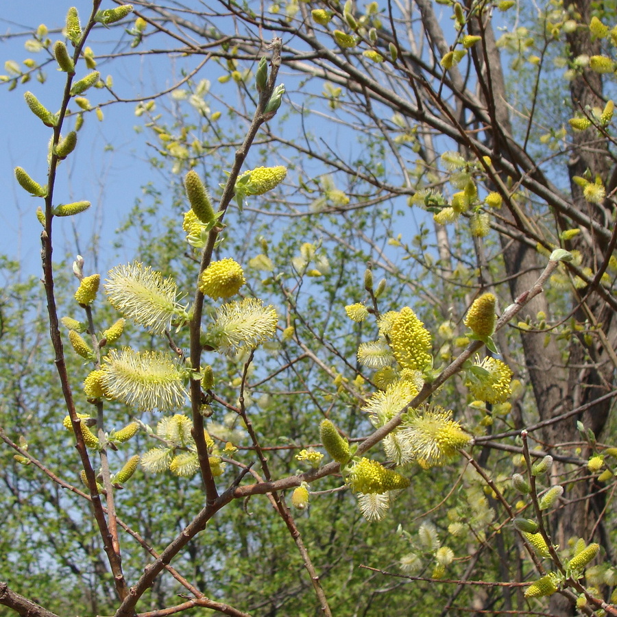 Image of Salix bebbiana specimen.