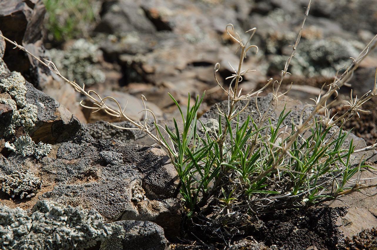 Image of Silene altaica specimen.