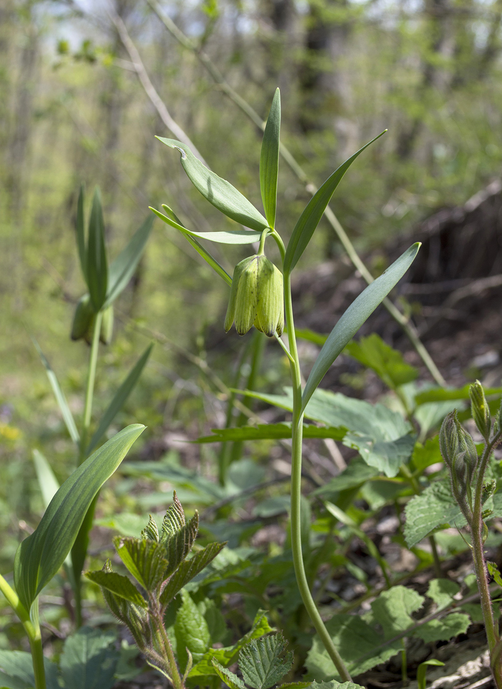 Image of Fritillaria ophioglossifolia specimen.