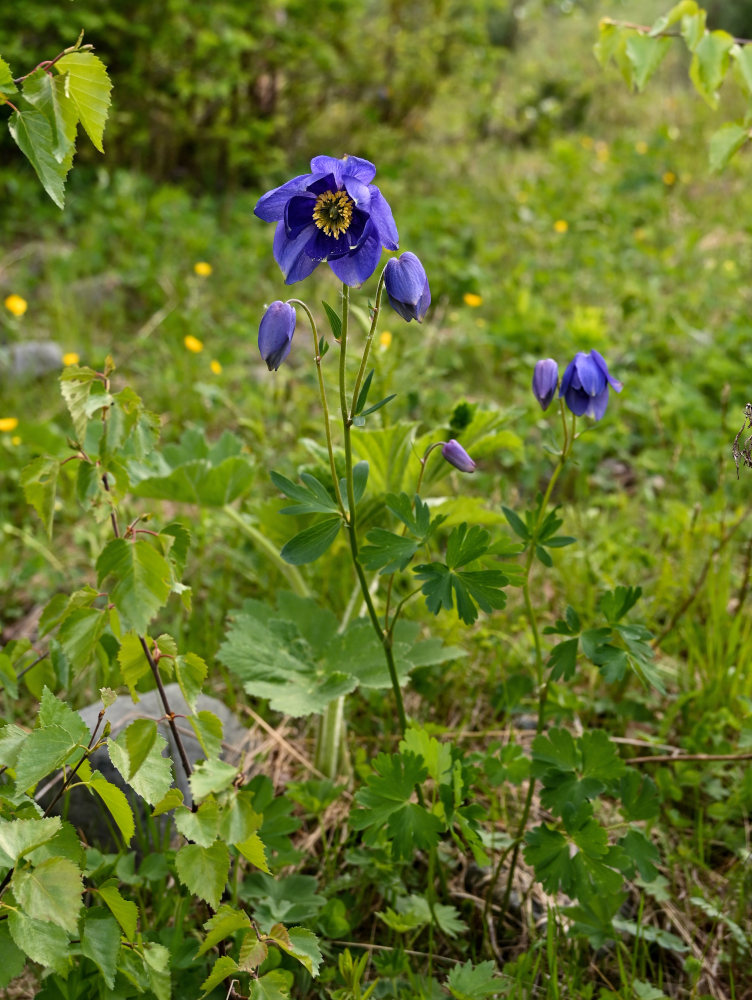 Image of Aquilegia glandulosa specimen.