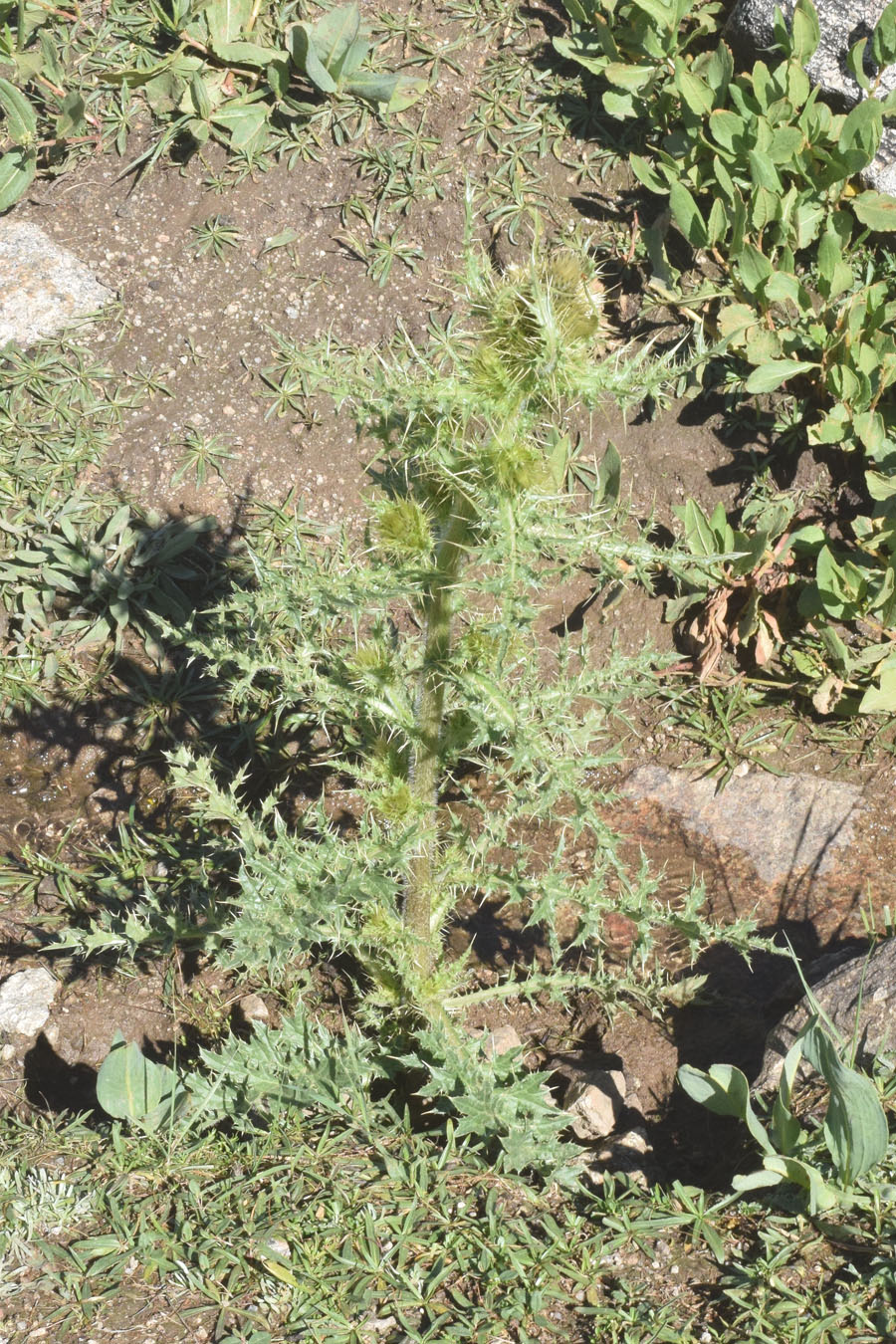 Image of Cirsium polyacanthum specimen.