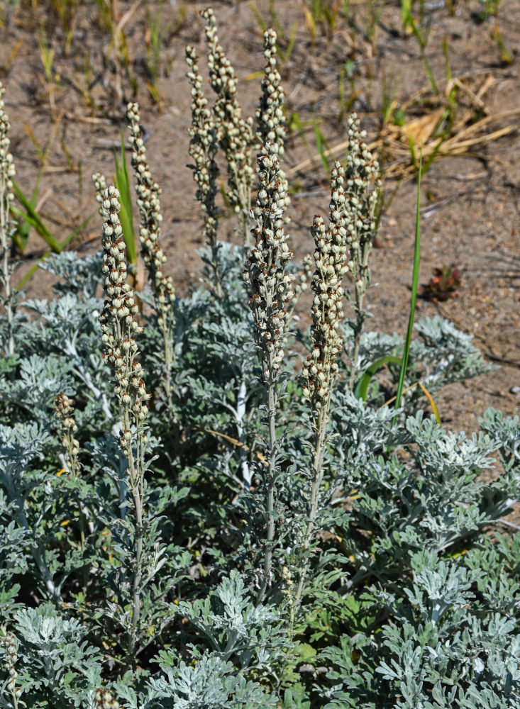 Изображение особи Artemisia stelleriana.