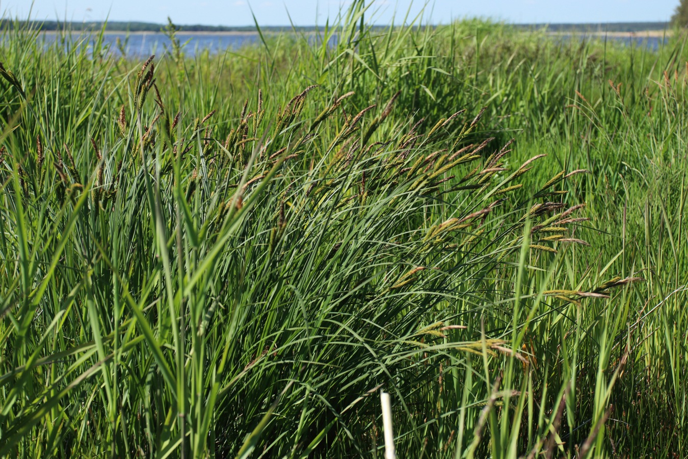 Image of Carex omskiana specimen.