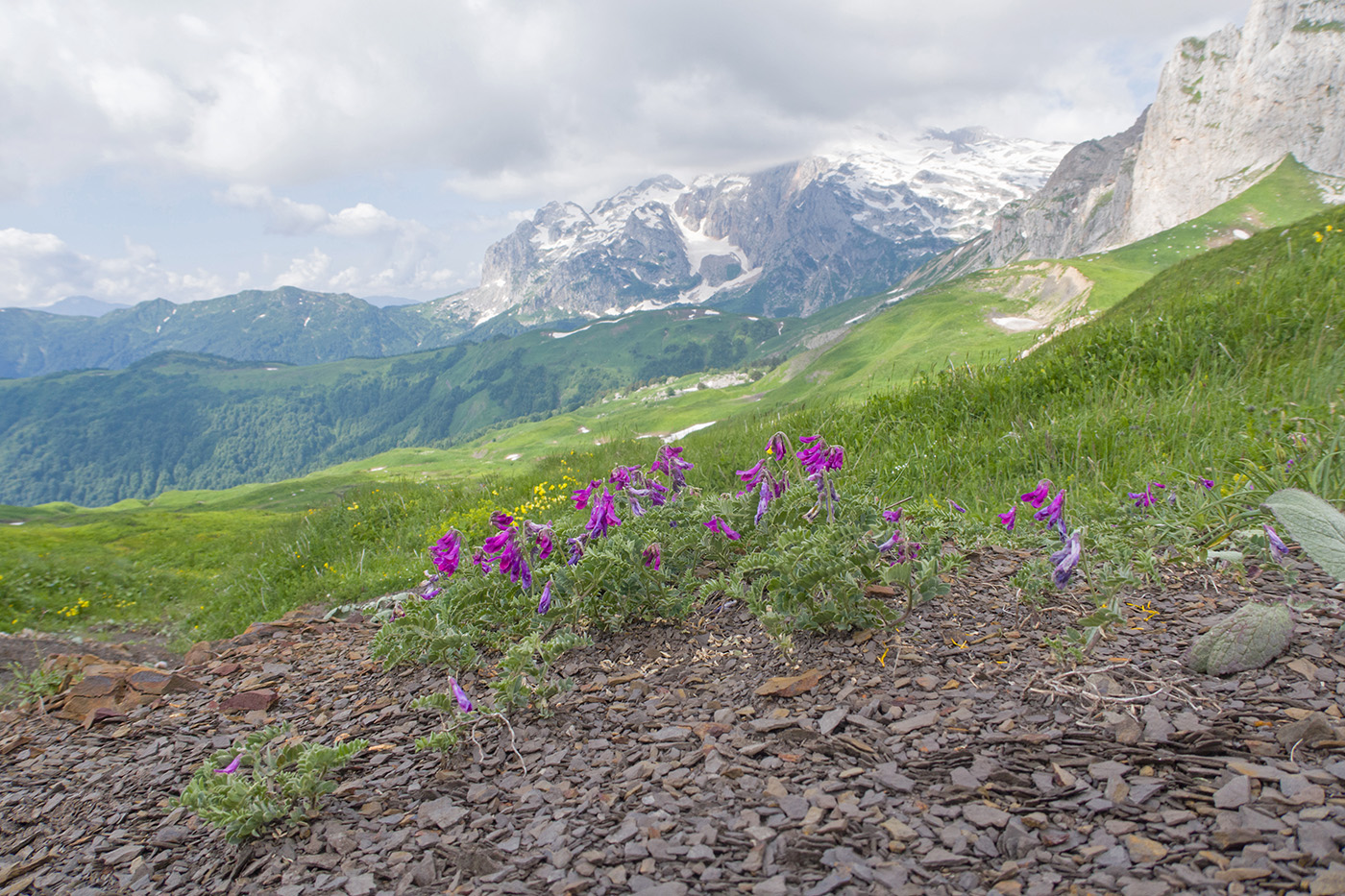 Изображение особи Vicia alpestris.