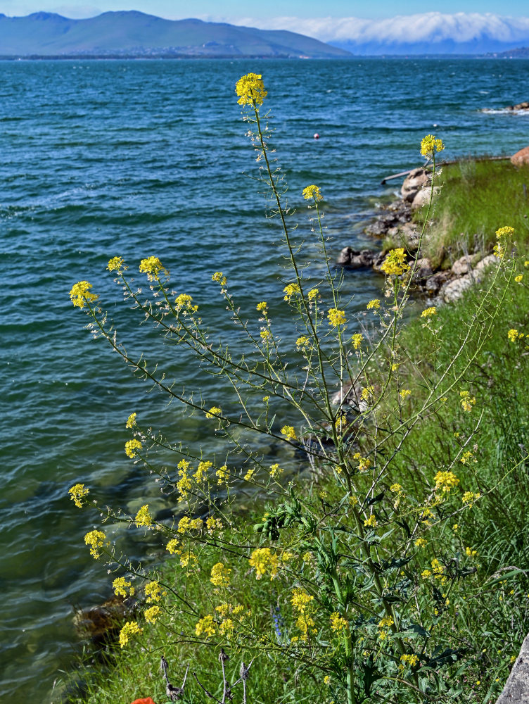 Image of Sisymbrium loeselii specimen.