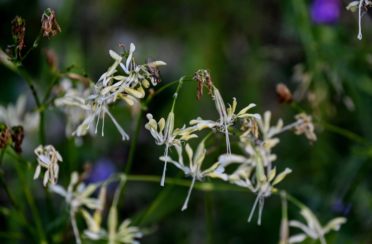 Изображение особи Silene saxatilis.