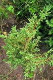 Смотреть изображение Juniperus communis