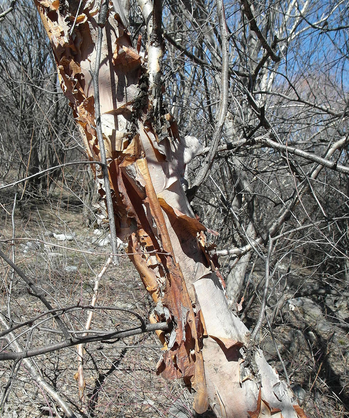 Image of Betula turkestanica specimen.