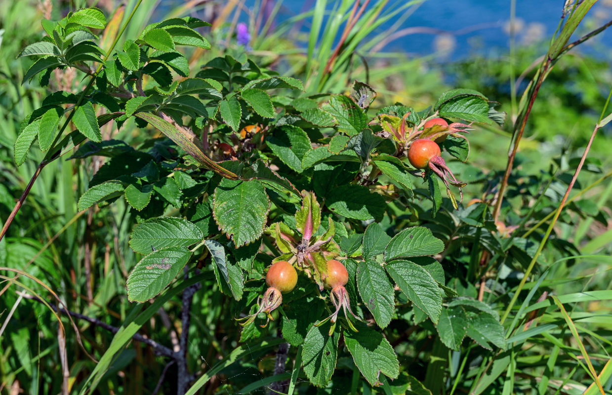 Image of Rosa rugosa specimen.