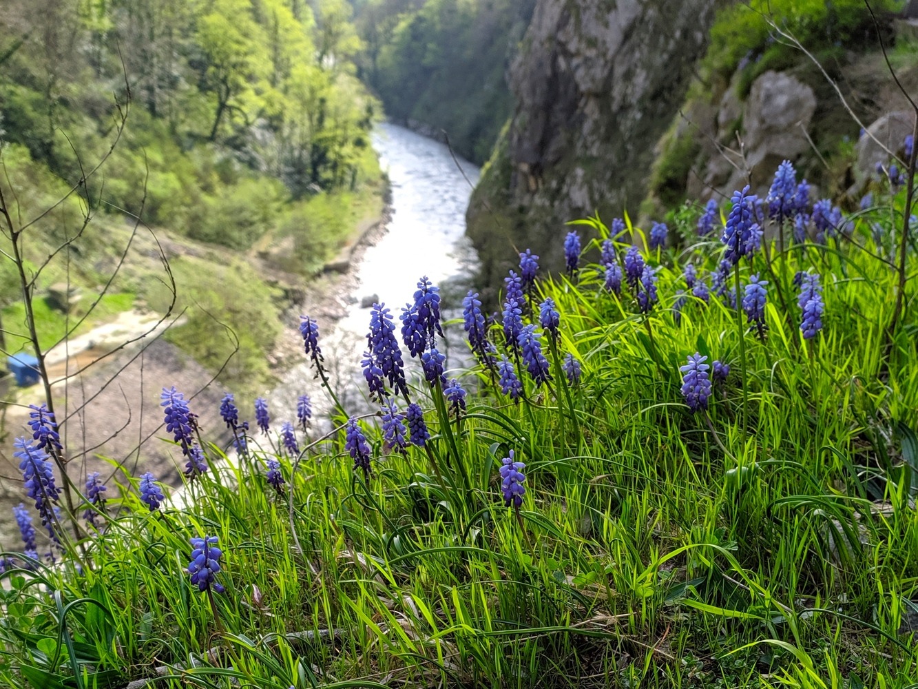 Изображение особи Muscari dolichanthum.