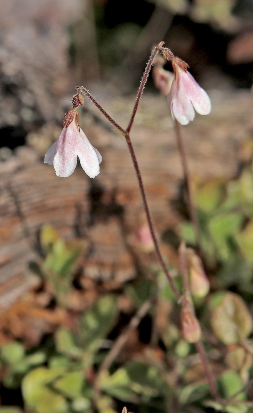 Image of Linnaea borealis specimen.