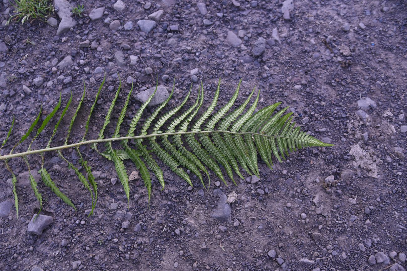 Image of Dryopteris filix-mas specimen.