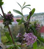 genus Buddleja. Часть ветви с соцветиями. Крым, Севастополь, в культуре. 14.05.2023.