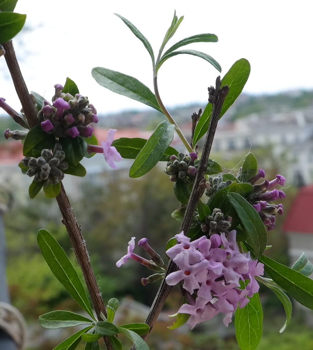 Image of genus Buddleja specimen.