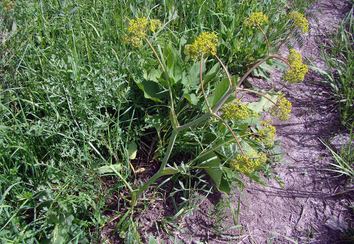 Изображение особи Ferula akitschkensis.