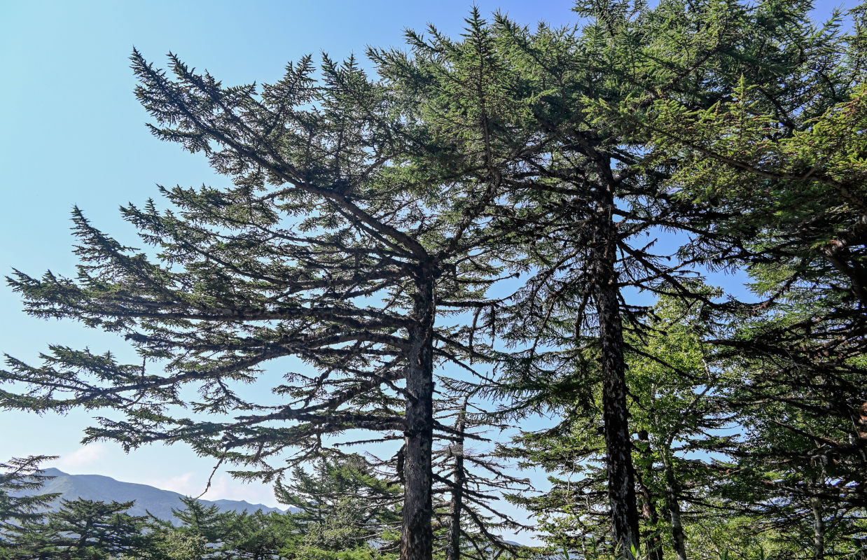 Image of Larix kamtschatica specimen.