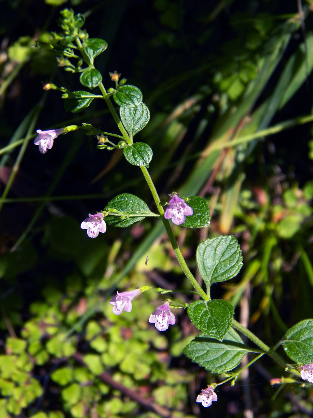 Image of Clinopodium menthifolium specimen.